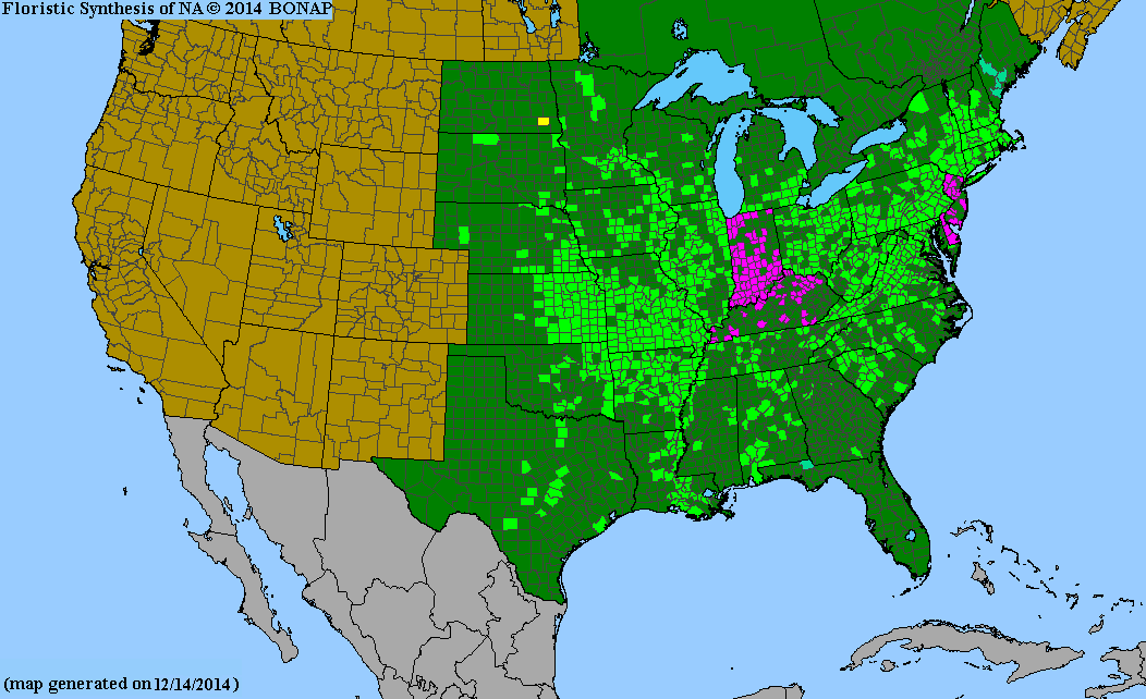 County distribution map of Sicyos angulatus - One-Seed Burr-Cucumber